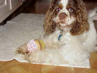 cupcakepuppy