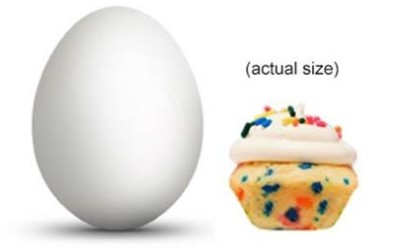 size reference